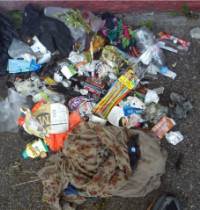 Litter 1 Litter 1